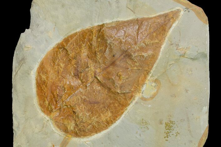 Fossil Dogwood (Cornus) Leaf - Montana #143776